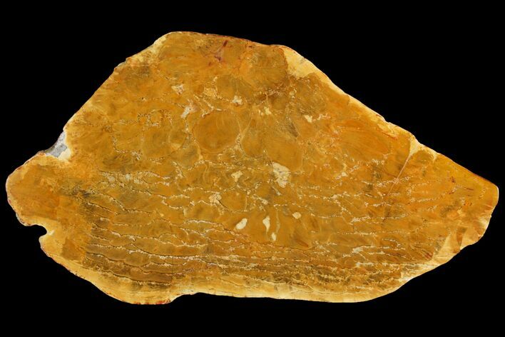 Jurassic Petrified Wood (Pentoxylon) Slab - Australia #144252